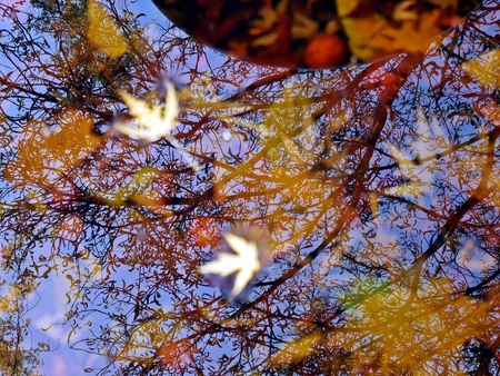 Reflection in water in autumn