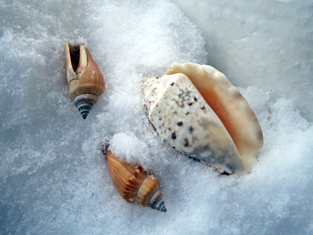 Snow and tree sea shellsの写真素材