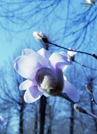 Flowers and buds of pink magnolia in the park, springの写真素材