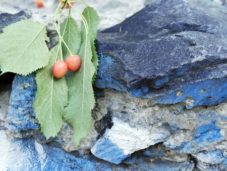 Cherry branch with leaves on the background of the old wall of blue stoneの写真素材