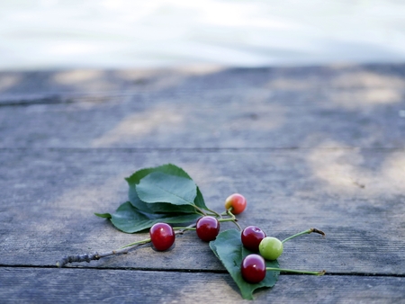 Bunch of cherries on a gray background of a cut in a tree, in a natural environment, in summer, top viewの写真素材