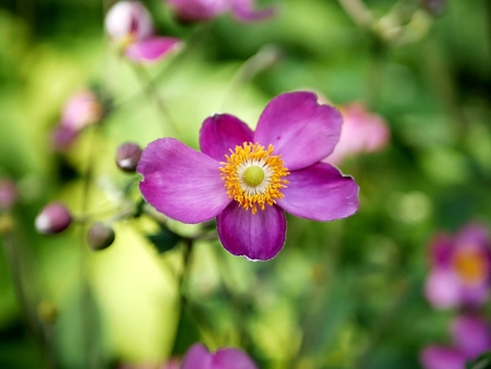 Purple bright wild flower against a blooming green garden, summer season