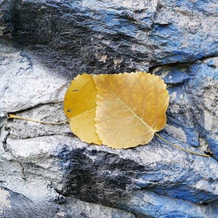 leaves on the background texture