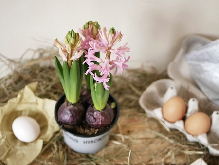 Pink hyacinths, eggs, frames, wooden table, spring season, Easterの写真素材