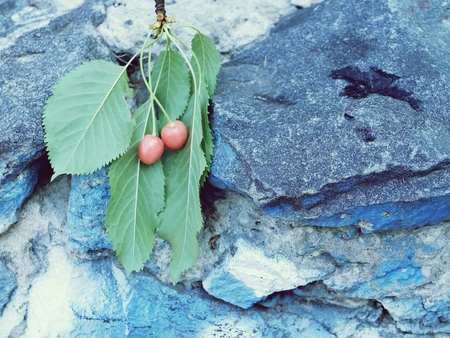 cherries on a blue granite stonesの写真素材