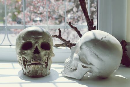 skulls and a tree branchの写真素材