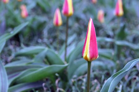 Buds of tulips in spring against the background of nature, park, flowers, spring season