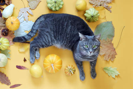 A gray tabby cat lies on a yellow background strewn with autumn leaves and decorated with decorative pumpkins, October, Thanksgiving, Halloweenの写真素材
