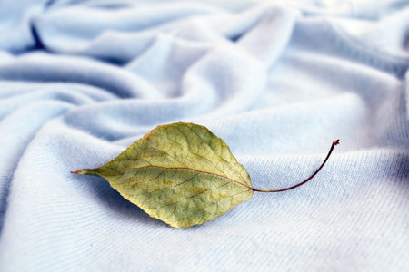 Cashmere, natural beige wool fabric and autumn leaf, texture, top view, concept of winter and autumn comfortの写真素材