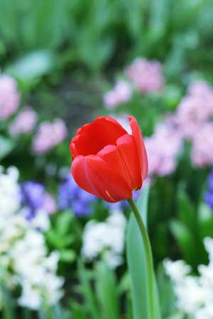 Red tulip blooming against the background of a group of colorful plants, spring landscape