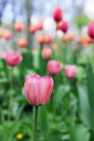 Red tulip blooming against the background of a group of colorful plants, spring landscapeの写真素材