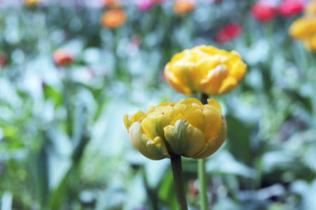 Yellow tulip blooming against the background of a group of colorful plants, spring landscapeの写真素材