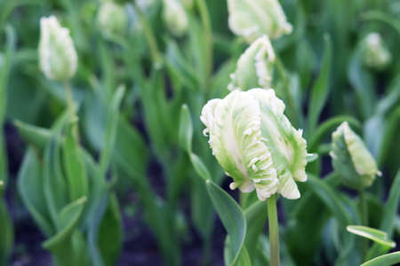 White tulip blooming against the background of a flower plantation, bulbous plants, park, botanical garden, spring landscapeの写真素材