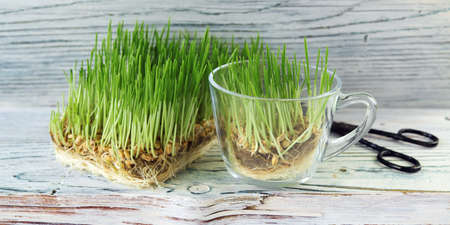 Micro greens, sprouted grains and wheat germ for cooking wheatgrass, on a wooden background, useful organic plants, healthy food conceptの写真素材