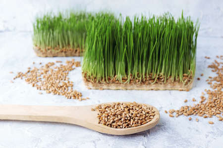 Micro greens, grains and germinated wheat germ on the table, for making wheat grass, natural organic plants, micro greens for salad decoration, healthy food conceptの写真素材