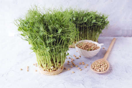 Micro greens, grains and sprouted pea sprouts on the table, natural organic plants, for salad, healthy food conceptの写真素材