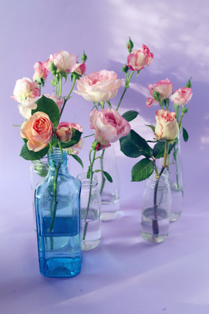 Bouquet of pink and white roses in vases on purple backgroundの写真素材