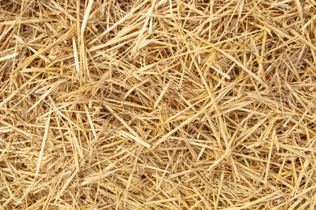 Dry straw texture background. Close up of dry hay texture.