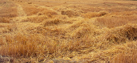 Harvested wheat field in the countryside, ready for harvesting.の写真素材