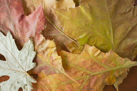 autumn leaves on brown background, shallow dof, close up