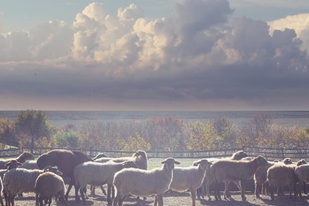 Flock of sheep on the farm in autumn. Rural landscape.