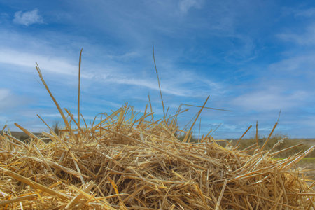 Straw bales in the field against the blue sky with clouds