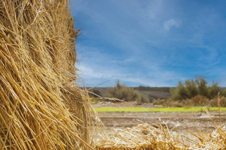 Straw bales on a field in the countryside of Spain.の写真素材
