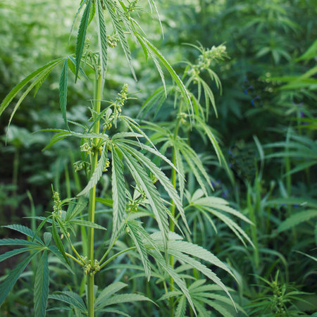Cannabis sativa plant with green leaves and flowers in the field.の写真素材