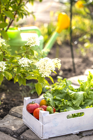 Fresh Vegetables cucumbers and tomatoes, herbsの写真素材