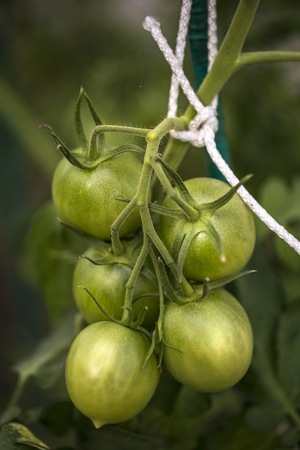 Green tomatoes on the branch of a Bush in the gardenの写真素材