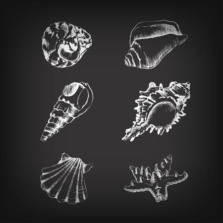 set of sketch hand-drawing with shells on blackboard for designのイラスト素材