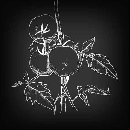 Vector sketch of tomato on blackboard background for designのイラスト素材