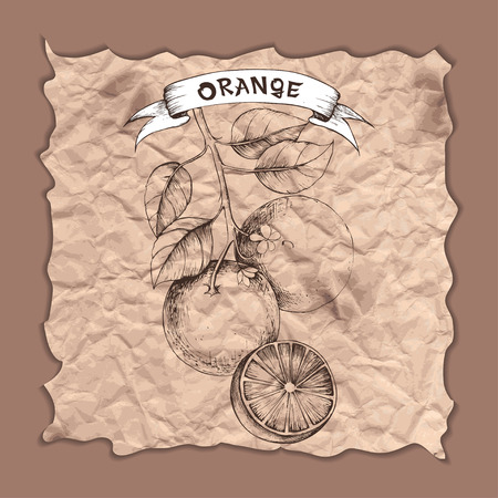 Vector sketch of tomatoes on old paper background for designのイラスト素材