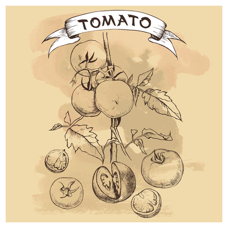 Set of tomatoes. Vintage sketch style illustration. Organic eco foodのイラスト素材