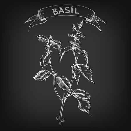 sketch of basil on blackboard for designのイラスト素材