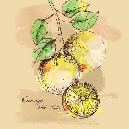 Vector sketch of orange for designのイラスト素材