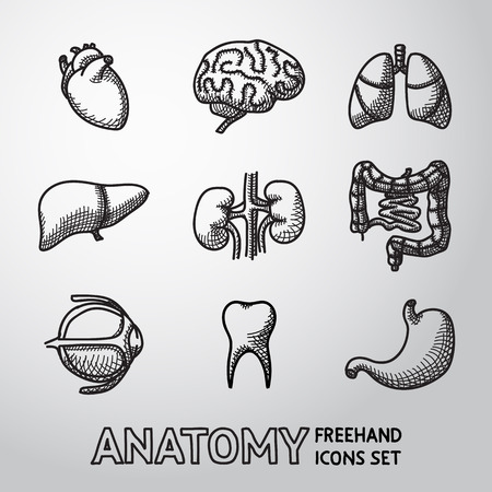 Internal human organs handdrawn icons set with - heart and brains, lungs, liver, kidneys, intestine, eye, teeth, stomach. Vector illustrationのイラスト素材