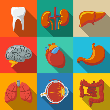 Internal human organs flat long shadow icons set with - heart and brains, lungs, liver, kidneys, intestine, eye, teeth, stomach. Vector illustrationのイラスト素材
