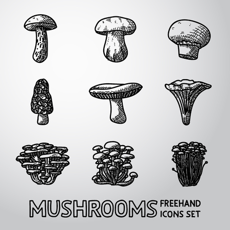 Set of  MUSHROOMS icons - porcini and champignon, morel, russule, chanterelle, oyster, honey agaric, enokitake.のイラスト素材