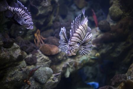 Lionfish. Selective focus.の写真素材
