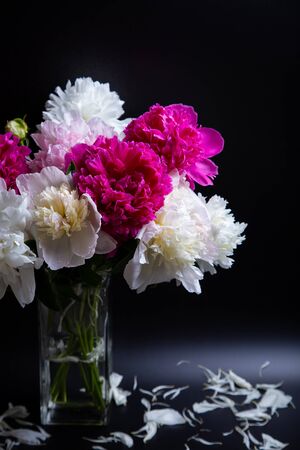 Bouquet of peonies with water drops. Black background. Close-up, selective focus.の写真素材