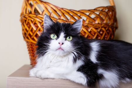 Cat Persian breed on the background of the basket. Black and white color, green eyes. Metis. Close-up.の写真素材