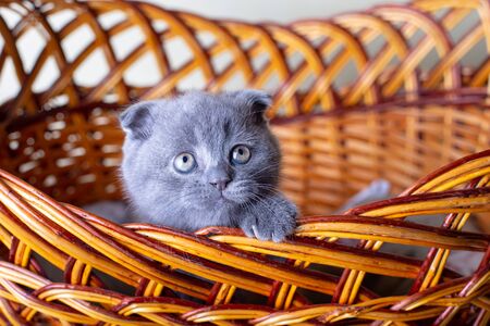 Scottish (British) lop-eared kitten. Portrait of a baby, cute scottish fold. Sits in a large basket alone. Color gray. Close-up, selective focus.の写真素材
