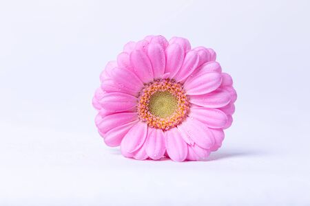 Pink gerbera on a white background with water drops. Close-up, selective focus, isolate.の写真素材