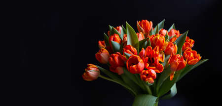 Bouquet of red-yellow tulips on a black background. Copy space for text, flat lay. Banner. Close-up.の写真素材