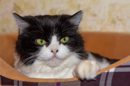 Beautiful Cat Persian breed lies in a cat bed indoors and looks away. Black and white color, green eyes. Metis. Close-up, selective focus.の写真素材