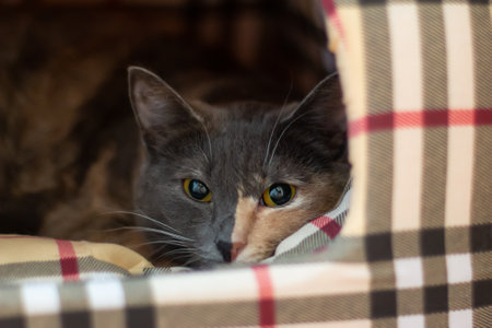 Beautiful domestic tricolor cat with yellow (amber) eyes lies in a cat house indoors and looks at the camera. Close-up, selective focus.の写真素材