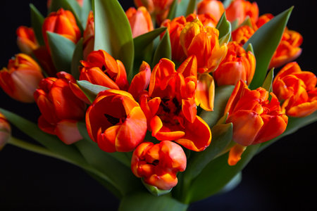 Bouquet of red-yellow tulips on a black background. Selective focus, close-up.の写真素材