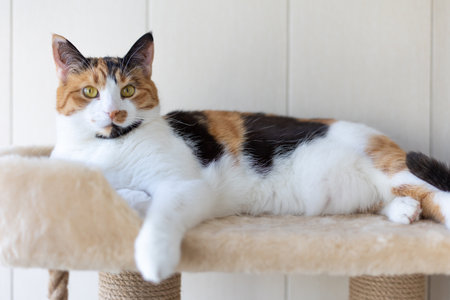 Beautiful domestic tricolor cat with yellow (amber) lies on the cat play complex indoors and looking at the camera. Selective focus, close-up.の写真素材