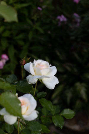 Beautiful blooming white roses after rain with drops of water on petals in the garden against the background of green leaves. The beauty of nature. Selective focus, close-up.の写真素材